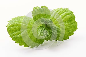 Fresh mint leaves, close-up, isolated on white background