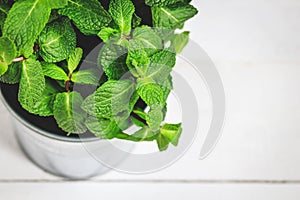 Fresh mint leaves close up portrait on white background
