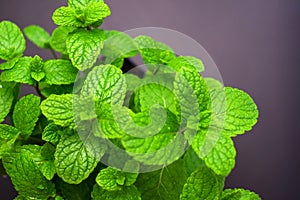 Fresh mint leaves on a dark background. Copy space.