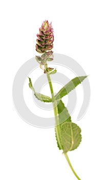 Fresh mint leaves and flower, macro, isolated on white. photo