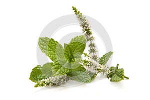 fresh mint leaves and flowers on white background