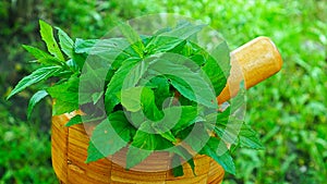 fresh mint leaves from garden in a wooden mortal