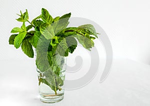 Fresh Mint Leaves in a Glass on white background. Good for refreshing healthy drinks