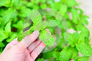 Fresh mint leaves in hand in a nature green herbs or vegetables food - Peppermint leaf in the garden background