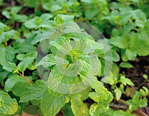 Fresh mint leaves herb plant