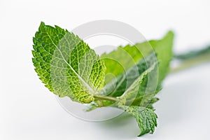 Fresh Mint leaves are hugely popular for tea and fresh juices and salads