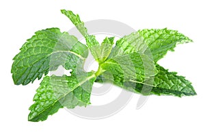 Fresh mint leaves isolated