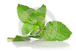 Fresh mint leaves isolated with reflection