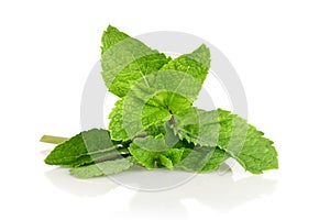 Fresh mint leaves isolated on white