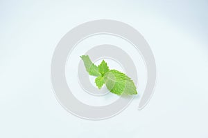 Fresh Mint leaves isolated on white background