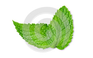 Fresh mint leaves isolated on white background