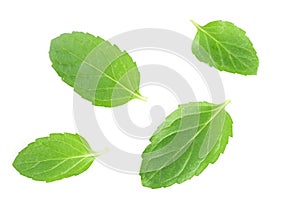 fresh mint leaves isolated on white background