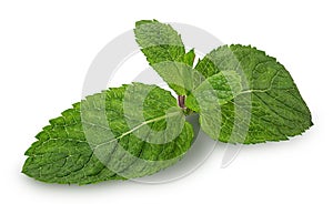 Fresh mint leaves