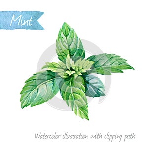Fresh mint leaves isolated on white watercolor illustration
