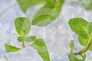 Fresh mint leaves lie on ice cubes. Preparation of cocktails. Concept purity and freshness .