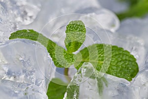 Fresh mint leaves lie on ice cubes. Preparation of cocktails. Concept purity and freshness .