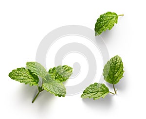 fresh mint leaves with real transparent shadow isolated on transparent background