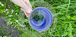 Fresh mint leaves in a tea cup