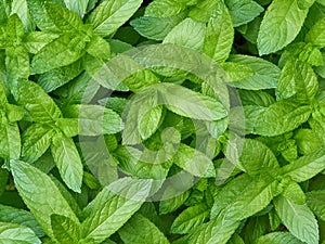 Fresh mint leaves, top view