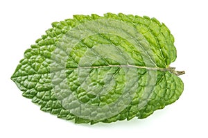 Fresh mint leaves white background