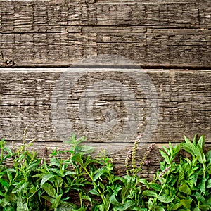 Fresh mint leaves on wood background