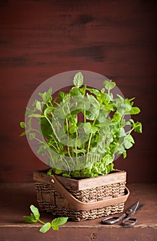 Fresh mint Peppermint herb in a pot