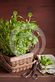 Fresh mint Peppermint herb in a pot