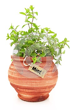 Fresh mint plant