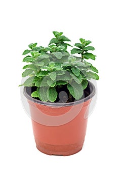 Fresh mint plant growing in a pot, apple mint, isolated on white