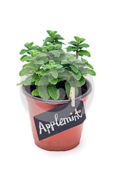 Fresh mint plant growing in a pot with chalk board, apple mint, isolated on white