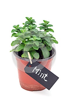 Fresh mint plant growing in a pot with chalk board, apple mint, isolated on white