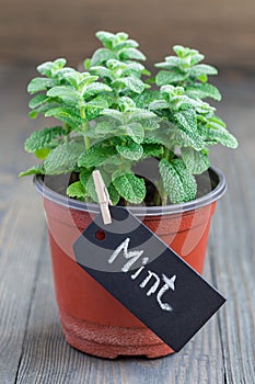 Fresh mint plant growing in pot on wooden table, apple mint, vertical