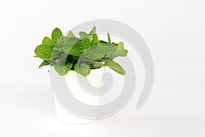 fresh mint plant in pot isolate on white