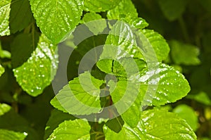 Fresh mint plant after a summer rain