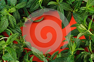 Fresh mint on red background, Copy Space