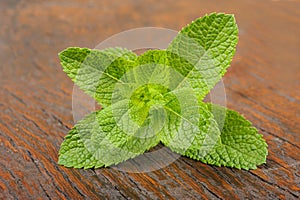 Fresh mint sprig