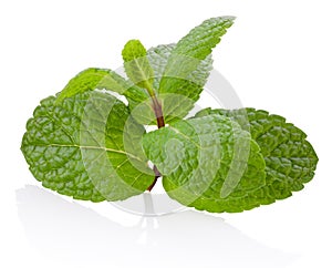 Fresh mint twig with leaves  on white background
