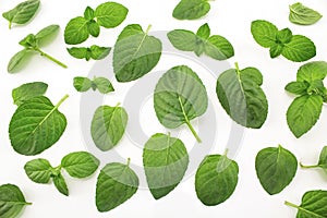 Fresh Mint on White Background