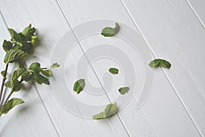 Fresh mint on the white wooden table.