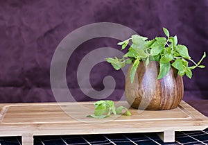 Fresh mint in a wooden brown bowl on the table