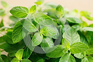 Fresh mint on wooden table