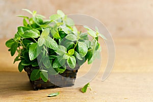 Fresh mint on wooden table