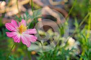 Fresh mix pink cosmos flower blooming in natural botany garden with copy space