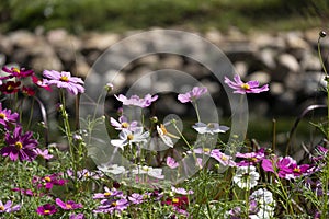 Fresh mix pink purple and white cosmos flower blooming in natural botany garden with copy space. Petals fallen from flora