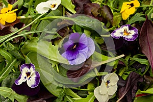 Fresh mix of salads with edible flowers. Top view