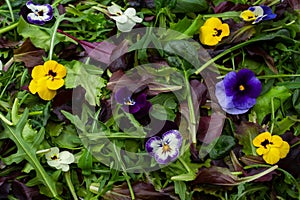 Fresh mix of salads with edible flowers. Top view