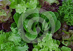 Fresh mixed green and purple salad close up