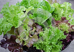 Fresh mixed green and purple salad close up