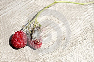 Fresh and moldy berries on light surface! photo