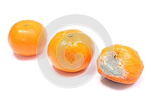 Fresh and moldy mandarins on white background